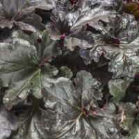 HEUCHERA - Primo Black Pearl