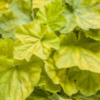 HEUCHERA - Primo Pretty Pistachio