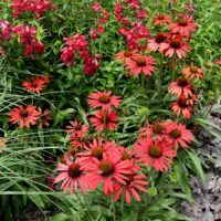 ECHINACEA PRIMA - Ruby