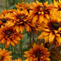 RUDBECKIA - Apalachee