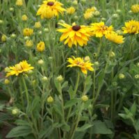 RUDBECKIA - Chinook