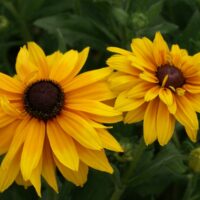 RUDBECKIA - Chinook