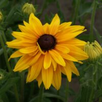 RUDBECKIA - Chinook