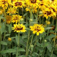 RUDBECKIA - Huron