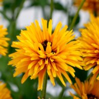 RUDBECKIA - Lion Cube