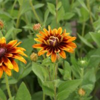 RUDBECKIA - Omaha