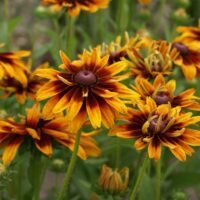 RUDBECKIA - Omaha