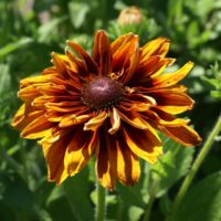 RUDBECKIA - Omaha