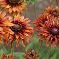 RUDBECKIA - Wichita