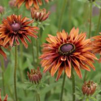 RUDBECKIA - Wichita