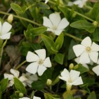 VINCA Minor - Elisa