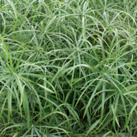 CYPERUS - Baby Mosses