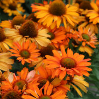 ECHINACEA PRIMA - Saffron