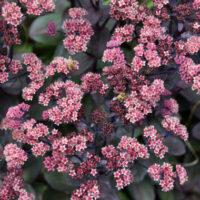 SEDUM ROCK N - Grow Back in Black