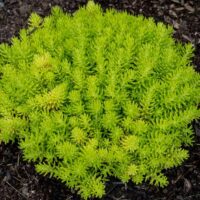 SEDUM - Lemon Ball