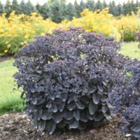 SEDUM ROCK N - Grow Back in Black