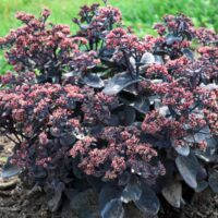 SEDUM ROCK N - Grow Back in Black