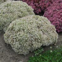 SEDUM ROCK N - Round Bundle of Joy