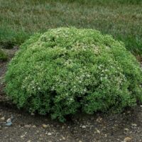 SEDUM ROCK N - Round Bundle of Joy