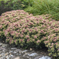 SEDUM ROCK N - Grow Coraljade