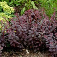 SEDUM - Desert Black