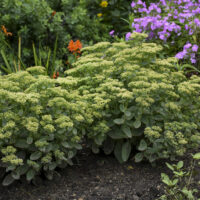 SEDUM ROCK N - Grow Lemonjade