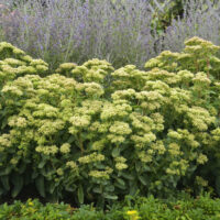 SEDUM ROCK N - Grow Lemonjade