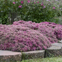 SEDUM ROCK N - Round Popstar