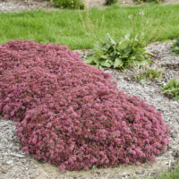 SEDUM ROCK N - Round Popstar