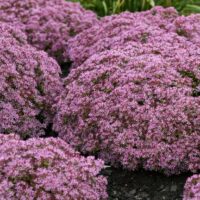 SEDUM ROCK N - Round Pride and Joy