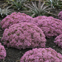 SEDUM ROCK N - Round Pride and Joy