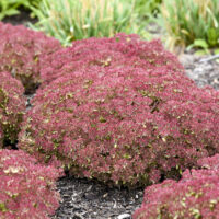 SEDUM ROCK N - Round Pride and Joy