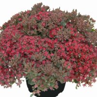 SEDUM - Rocky