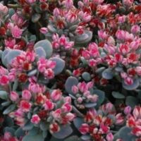 SEDUM SUNSPARKLER - Blue Elf