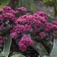 SEDUM - Superstar