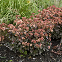 SEDUM ROCK N - Grow Tiramisu