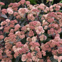 SEDUM ROCK N - Grow Tiramisu