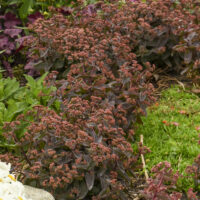 SEDUM ROCK N - Grow Tiramisu