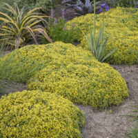 SEDUM ROCK N - Low Yellow Brick Road