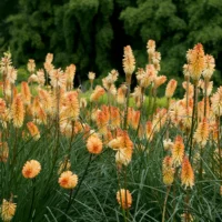 KNIPHOFIA - Cotton Candy