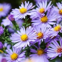 ASTER - Aqua Saphire