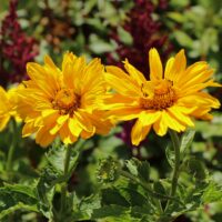 HELIOPSIS SOLE - D'Oro