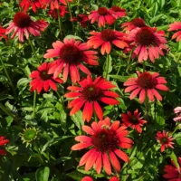 ECHINACEA - Red Explosion