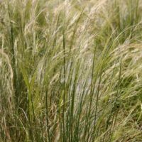 STIPA - Tenuifolia