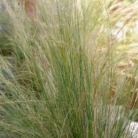 STIPA - Tenuifolia