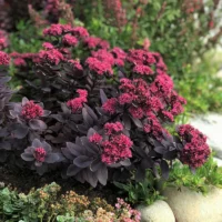 SEDUM SUNSPARKLER - Plum Dazzled