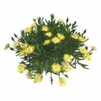 DELOSPERMA ROYAL RANGER - Yellow Imp.